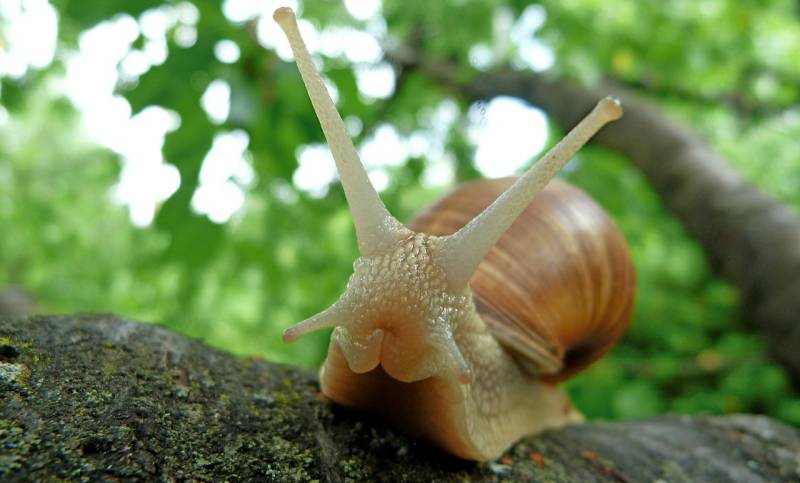 Australia broadband ranking - March 2019