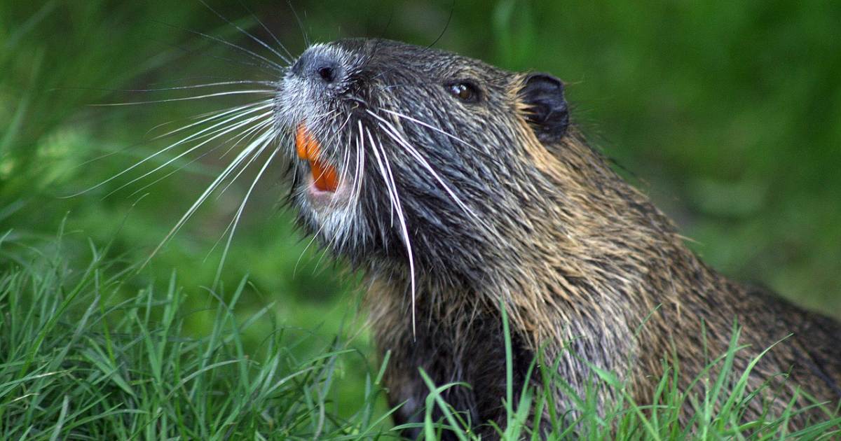 Beavers and broadband