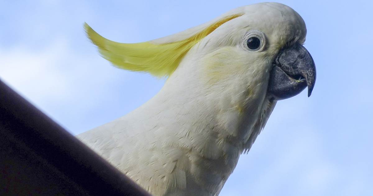 Cockatoo